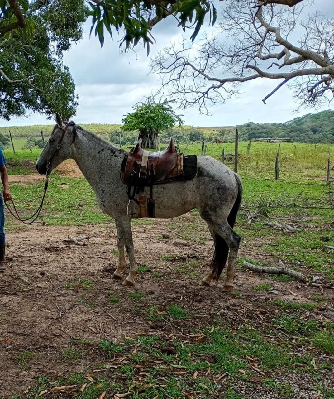 Égua meio sangue Mangalarga com Quarto de Milha