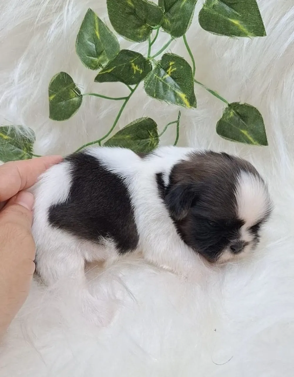 Filhote Shih Tzu