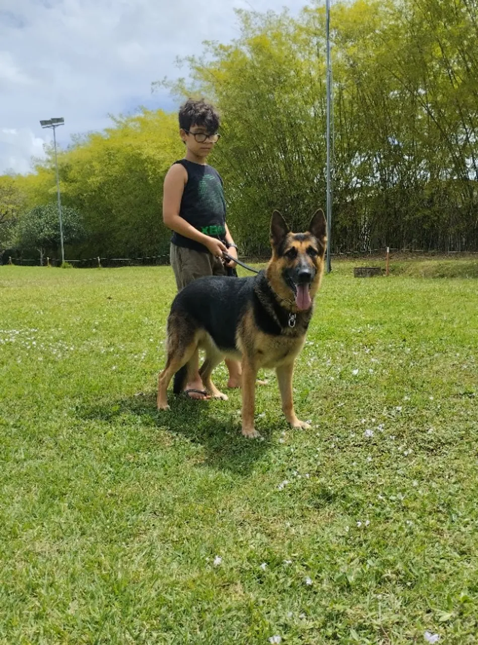 Pastor Alemão Pedigree - Linha de trabalho