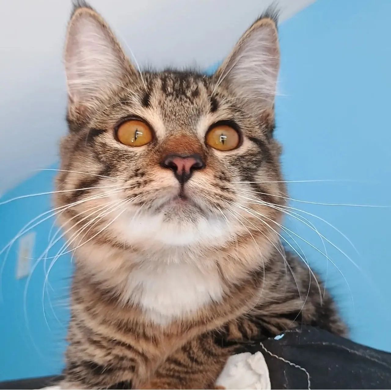 Gata castrado para doação 