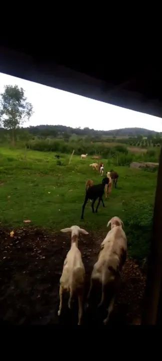 Carneiros em Nerópolis 