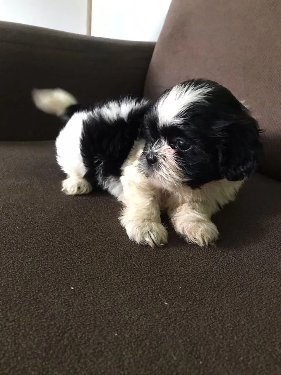 Filhote Shih Tzu - Mini Fofo e Charmoso!