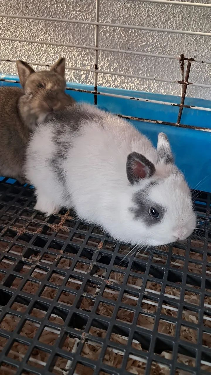 Netherland dwarf (coelho anão) - Foto 2
