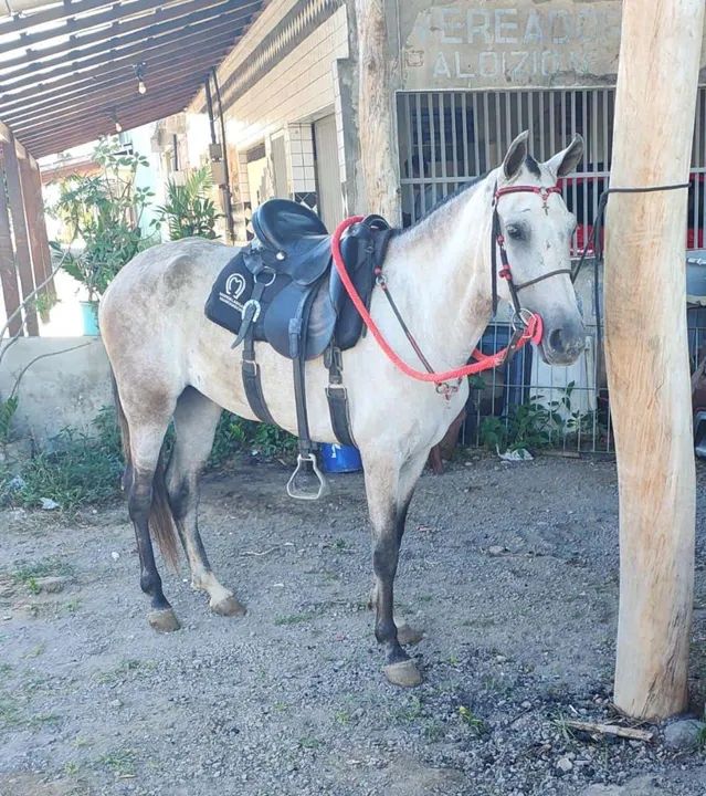 Égua Mangalarga Marchador  - Foto 2