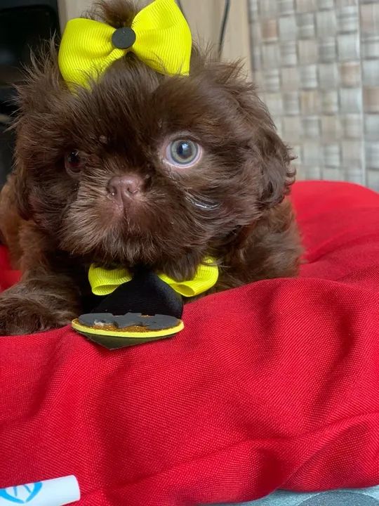 SHITZU MACHO LINHAGEM CHOCOLATE - Foto 4