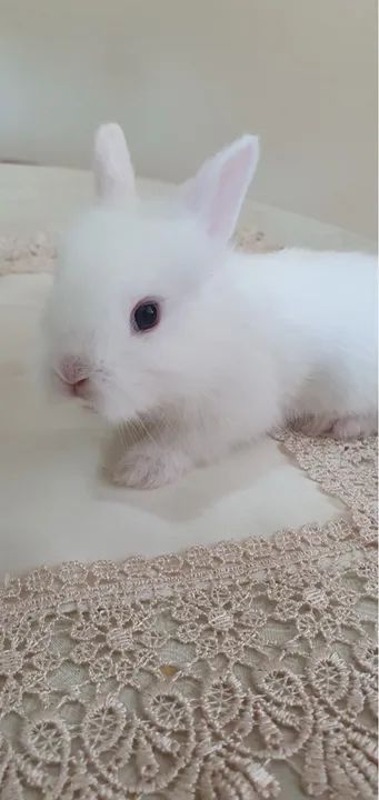 Filhote de coelho mini - Foto 2