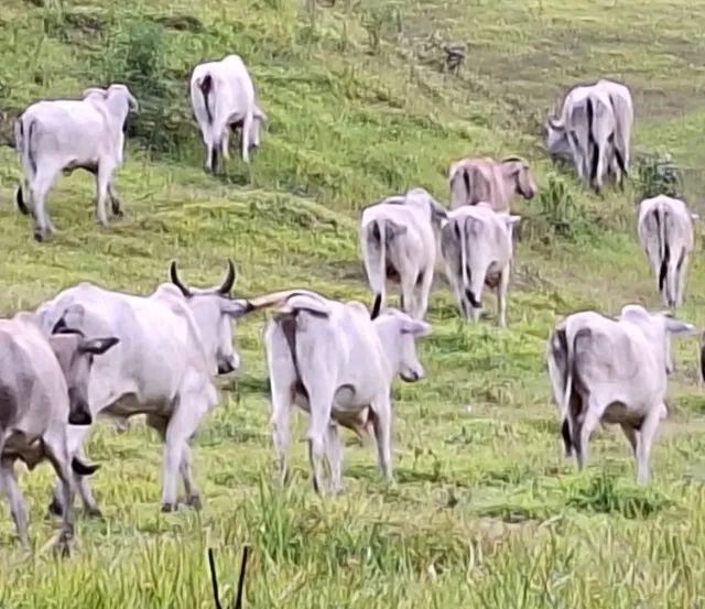 Vendo 65 vacas novas  nelore/ tabapuan ótima genética para criar bezerros média de 14,5@ - Foto 2