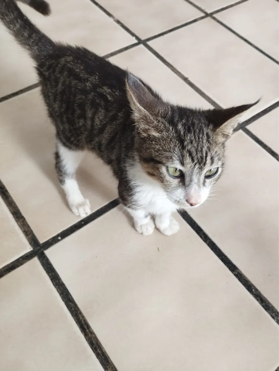 Dois gatos filhotes macho para doação