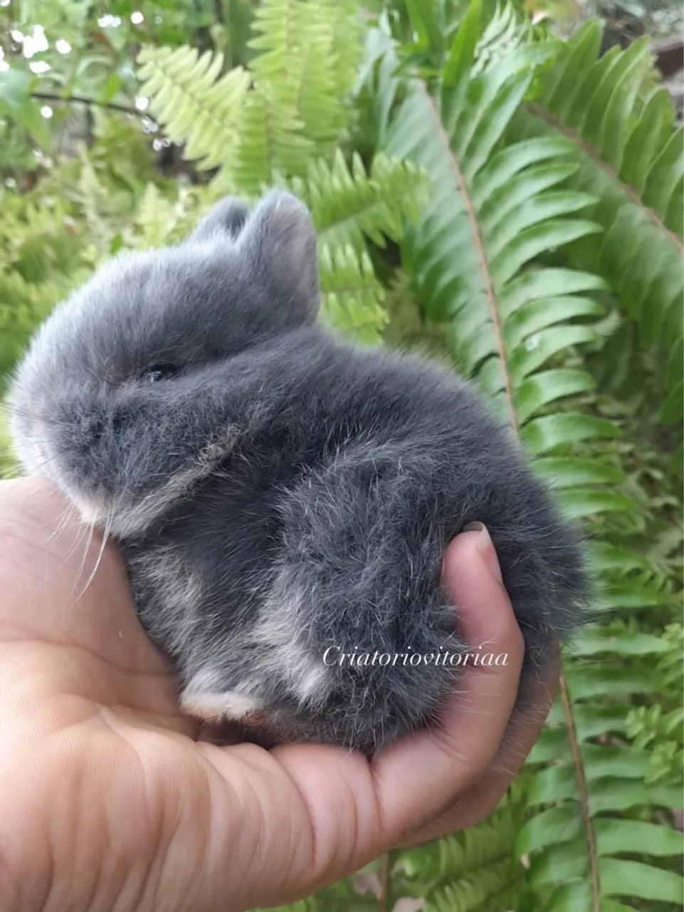 Anao netherland  - Foto 3