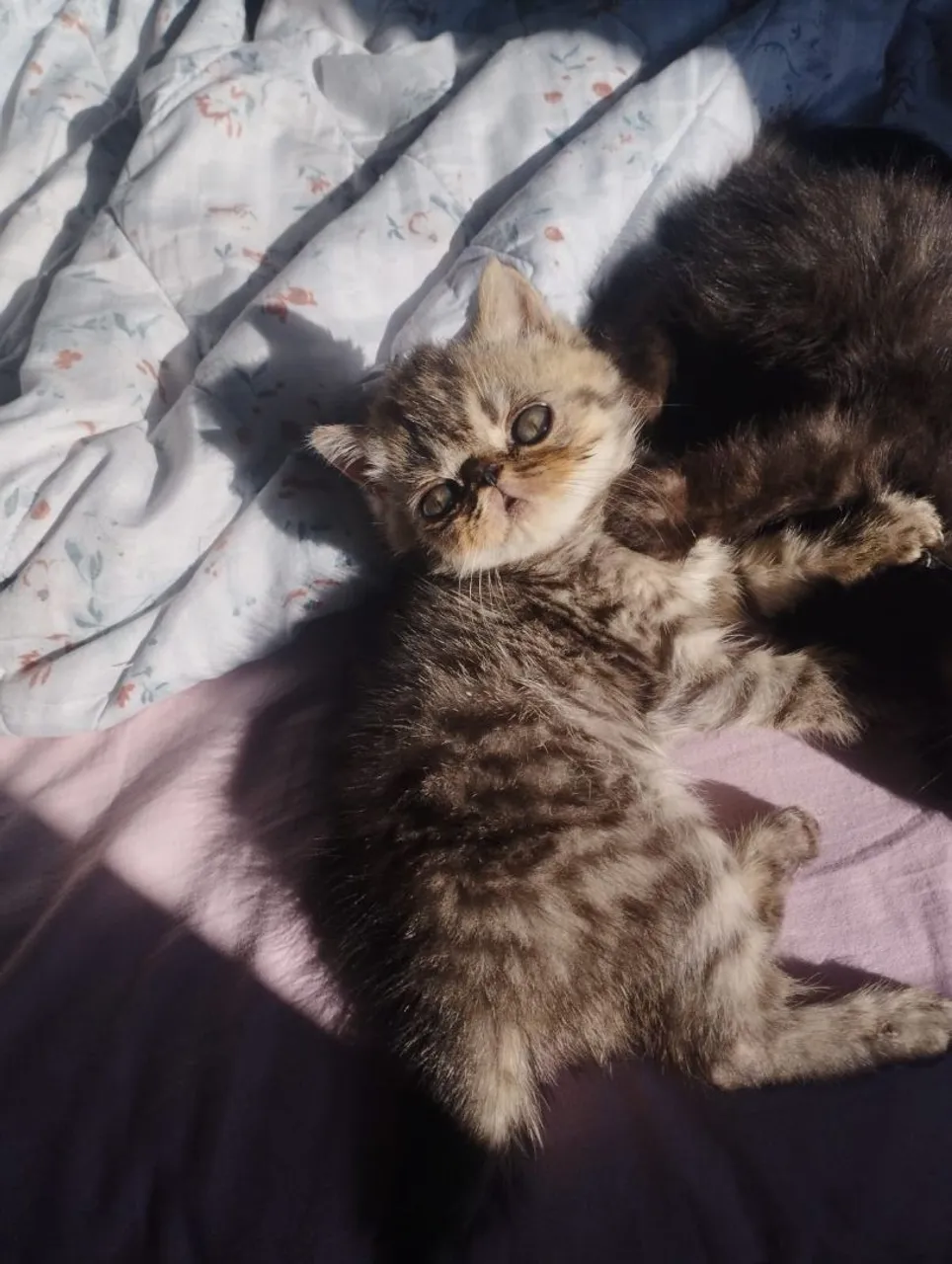 Filhote de Gato Exótico com Pelagem Incrível