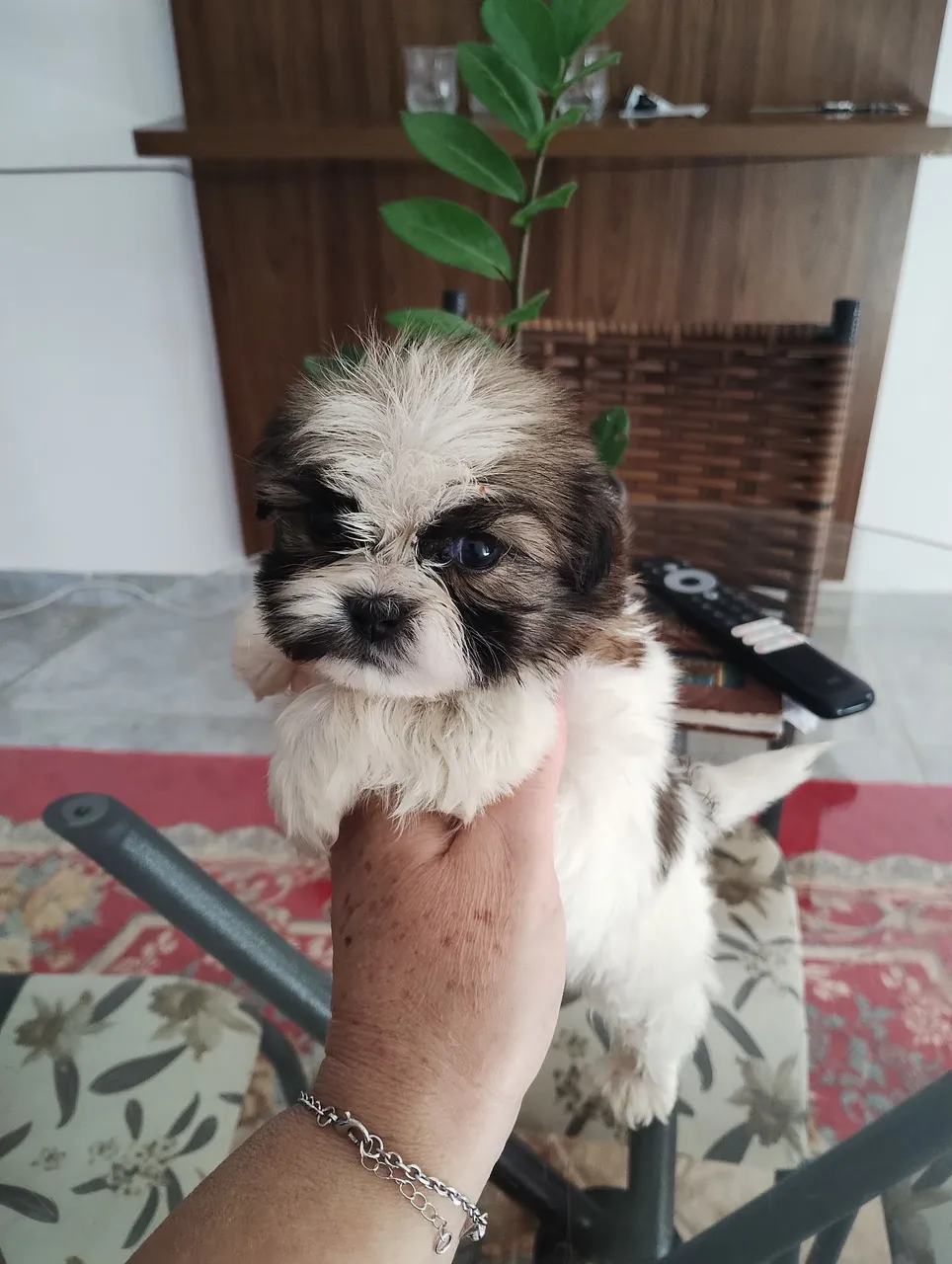 Lindos machinhos de sitizus 