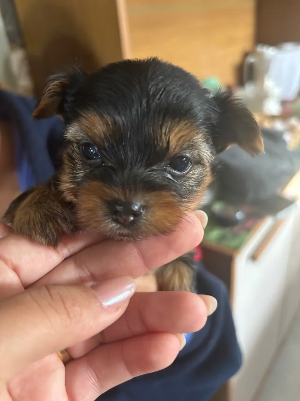 Yorkshire terrier