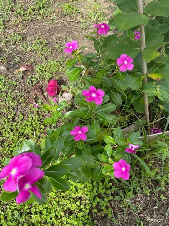 Mudas de plantas  - Foto 5