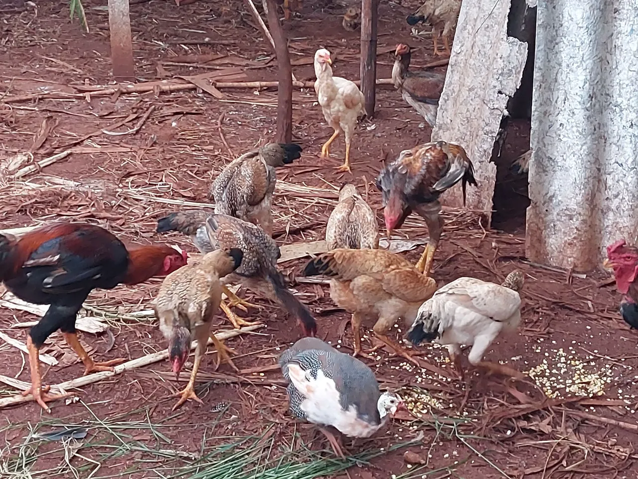 Frangos caipira