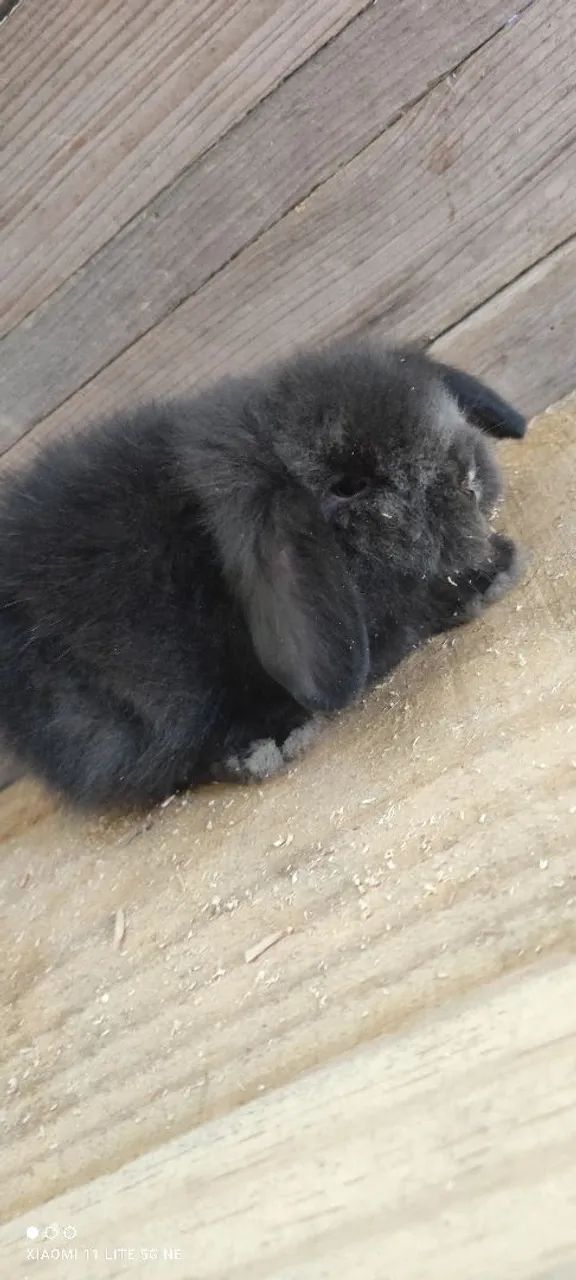 Lindos filhotes de coelhos  - Foto 4