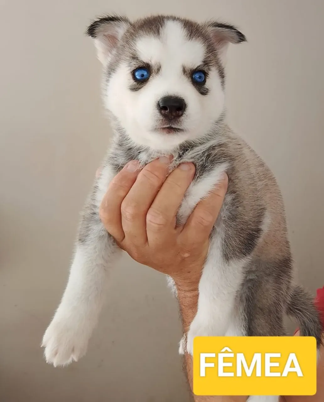 Filhote de Husky Siberiano Fêmea - Olhos Azuis