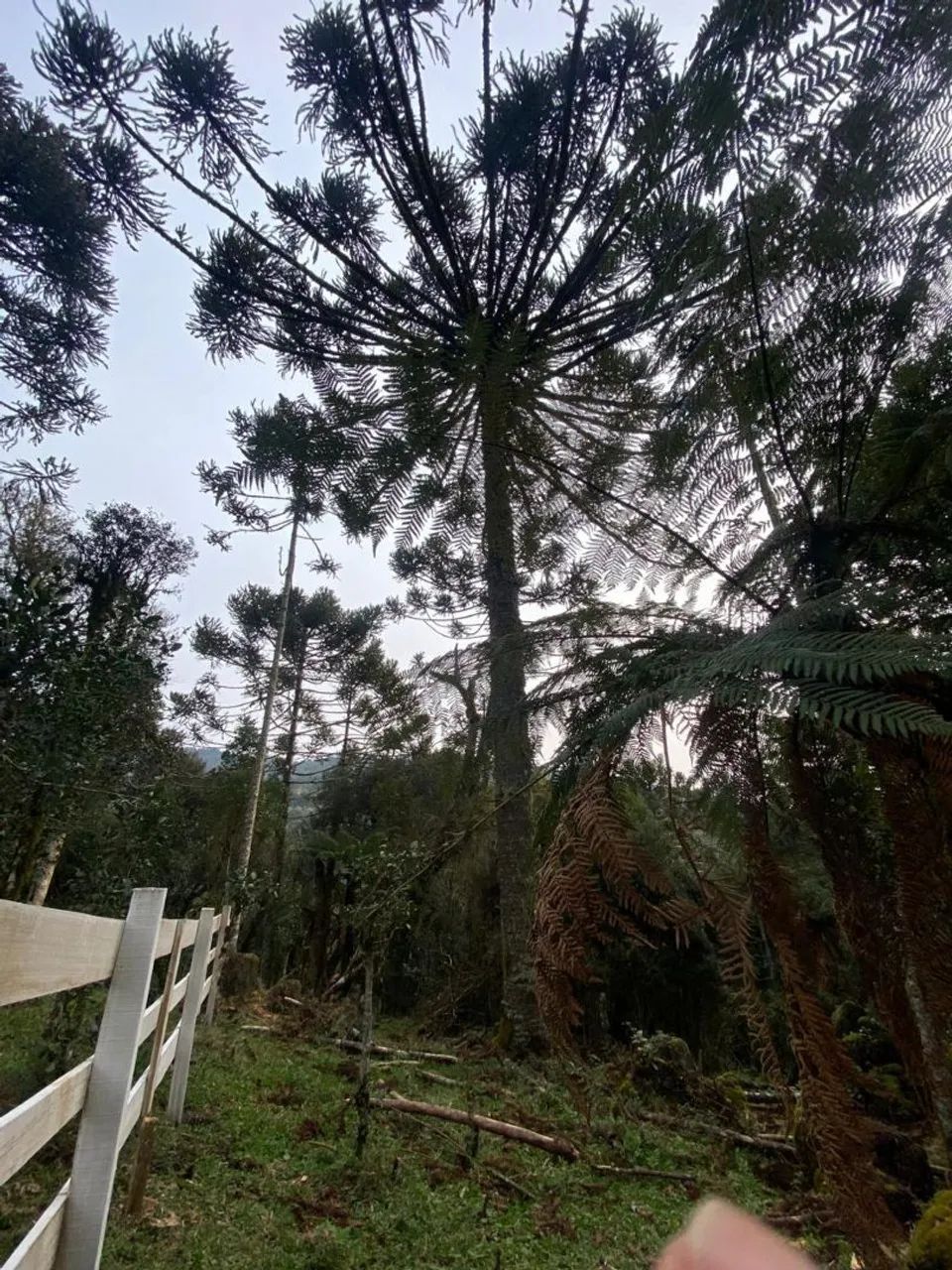 Sítio 2 hectares ( urupema SC)