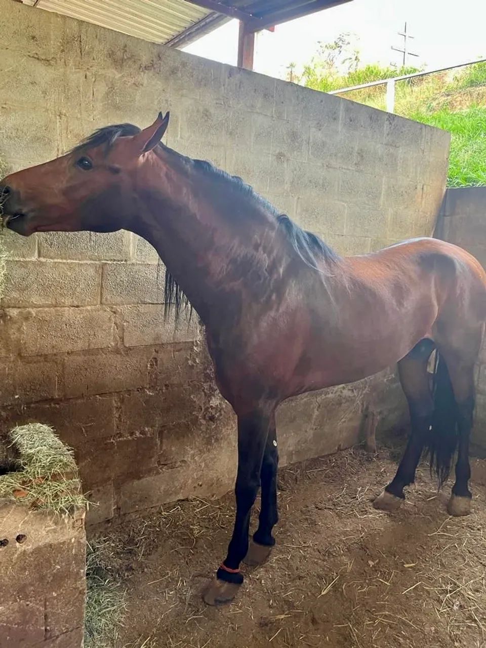 Vendo Urgente! Garanhão MM registrado - Foto 2