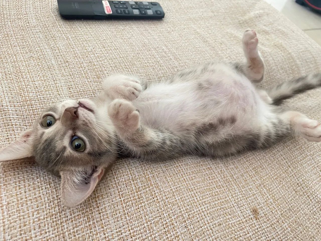 Doa se gatos 3 meses  - Foto 4