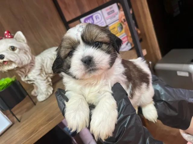 Lhasa-apso fêmea