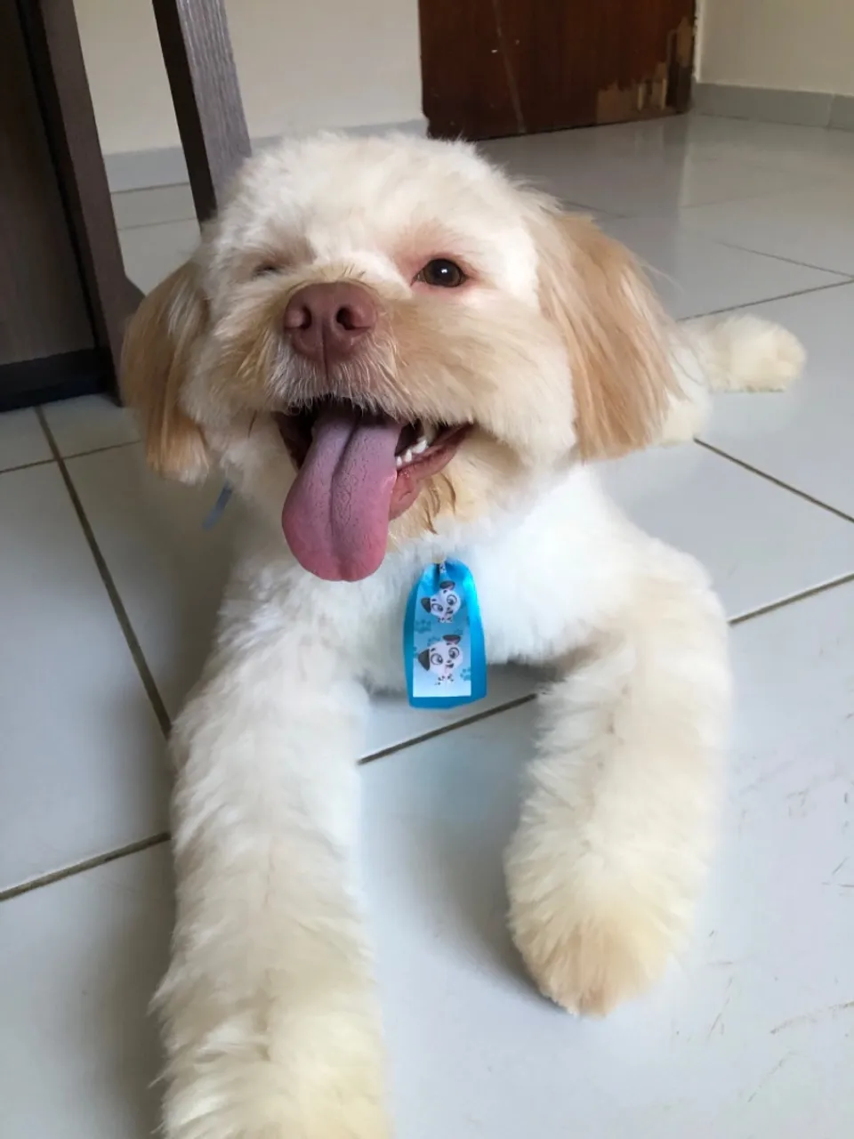 Filhote de Shih Tzu super fofo e brincalhão!