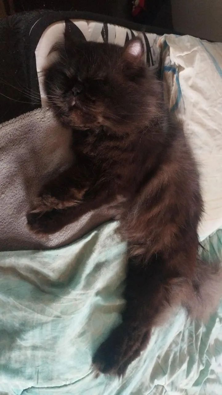 Gato persa  - Foto 3