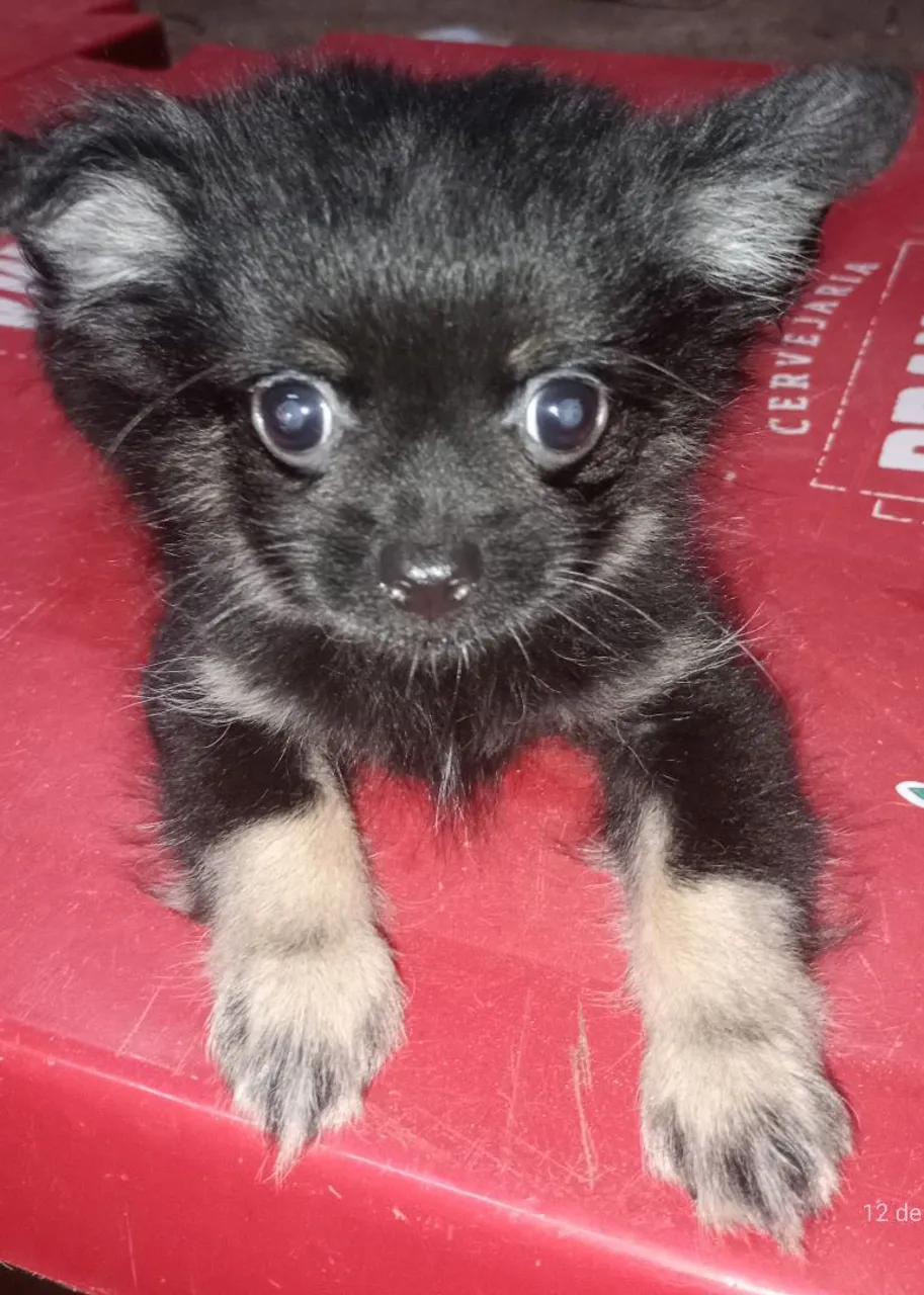 Filhote mestiço de Spitz