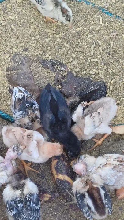 Pintos caipiras legítimo venda! - Foto 5