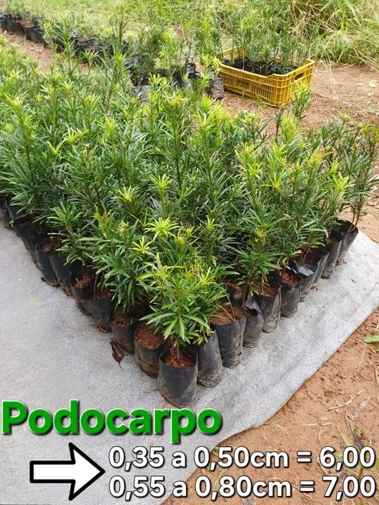 Podocarpos para cerca viva