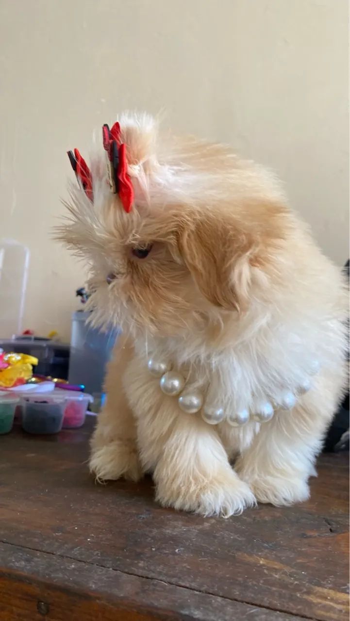 Shih Tzu Fêmea exótica (OPORTUNIDADE) - Foto 3