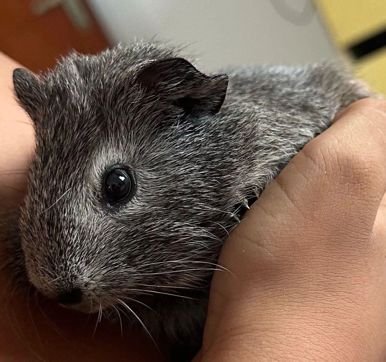 Porquinho da índia - Foto 2