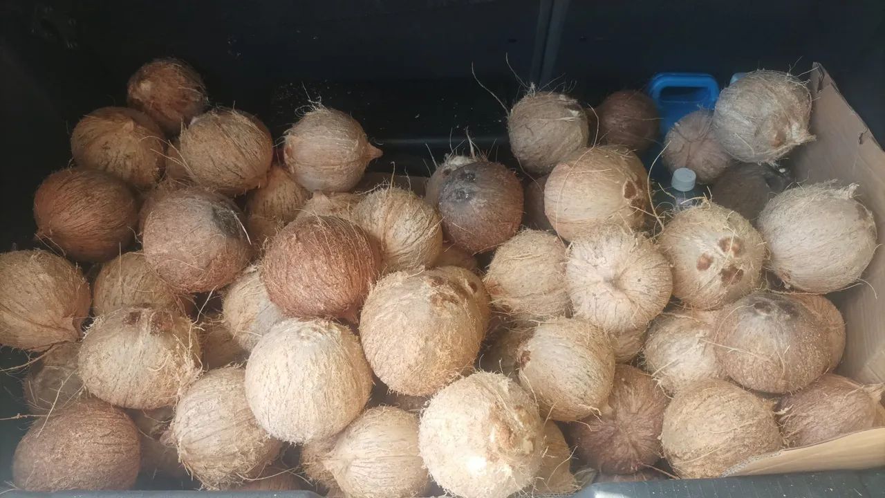 Côco seco 64167771320578120