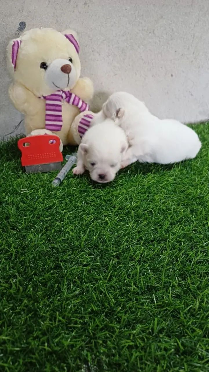 Lindos SPITZ ALEMÃO  - Foto 5