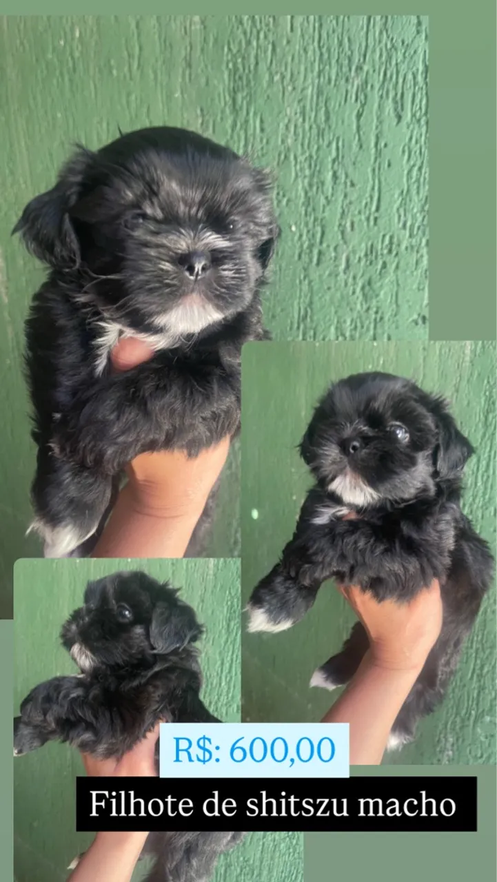 Filhote Shih Tzu Macho - R$600,00