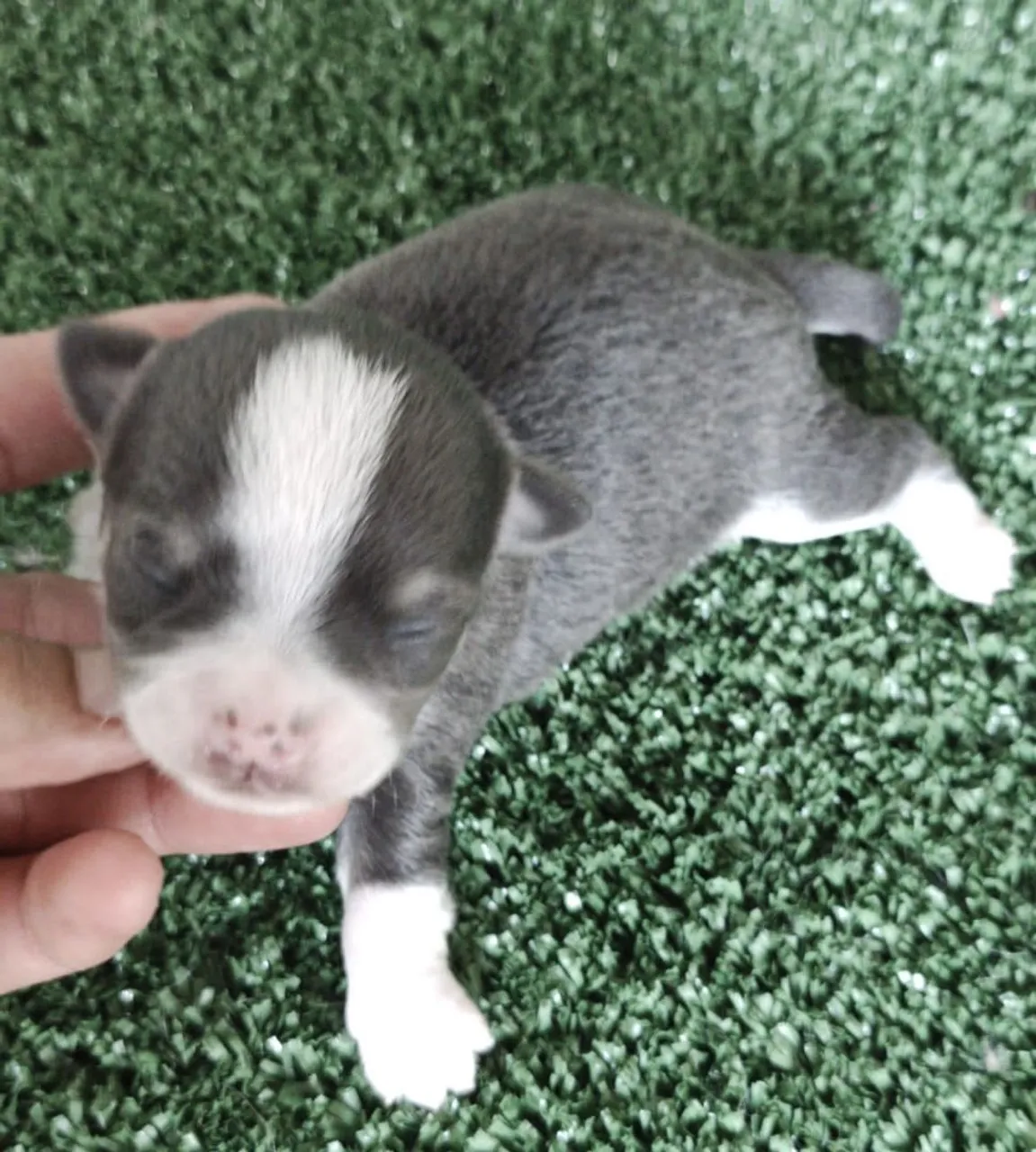 Chihuahua Pêlo Curto Macho Reserva!!