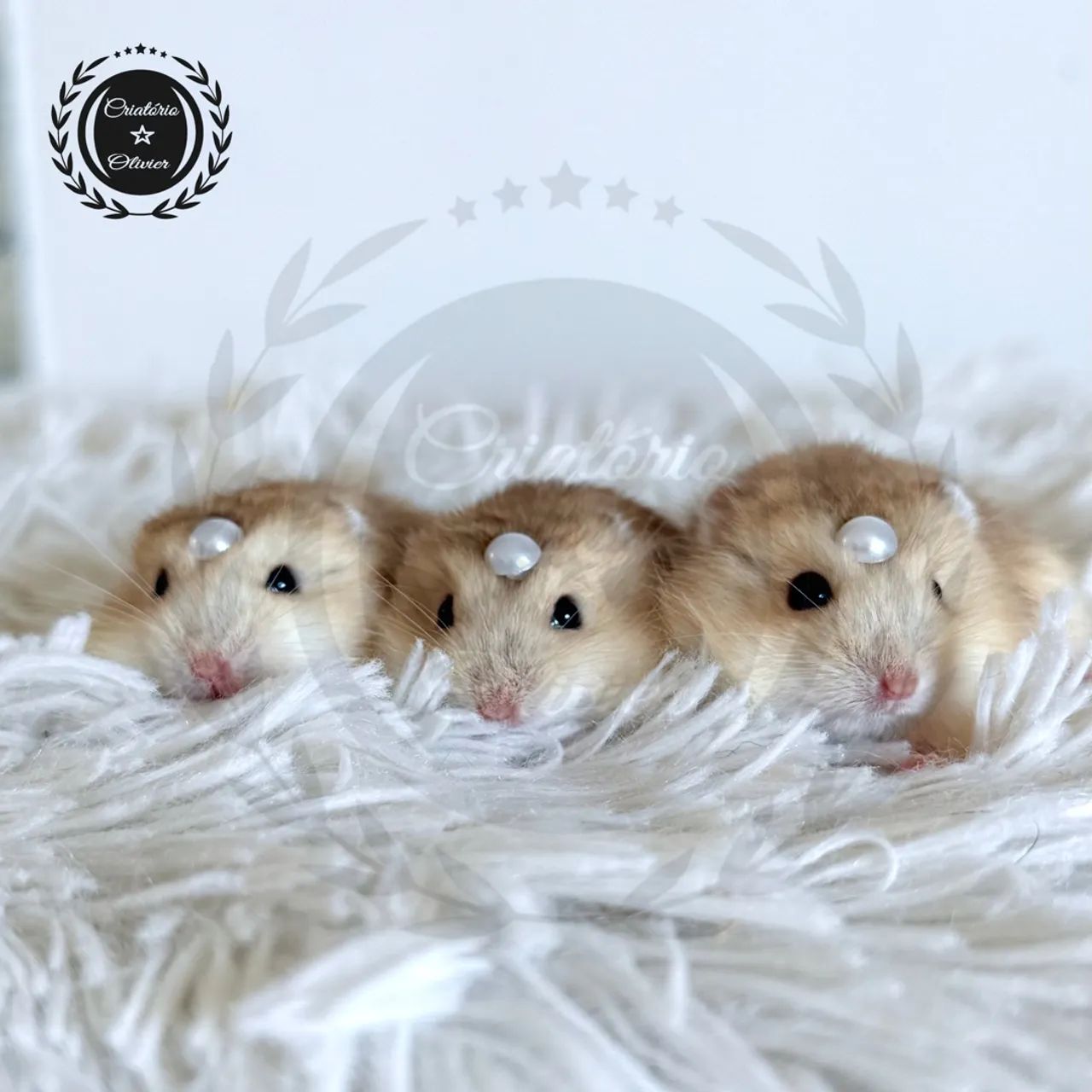 Hamsters Anão Russo disponíveis 