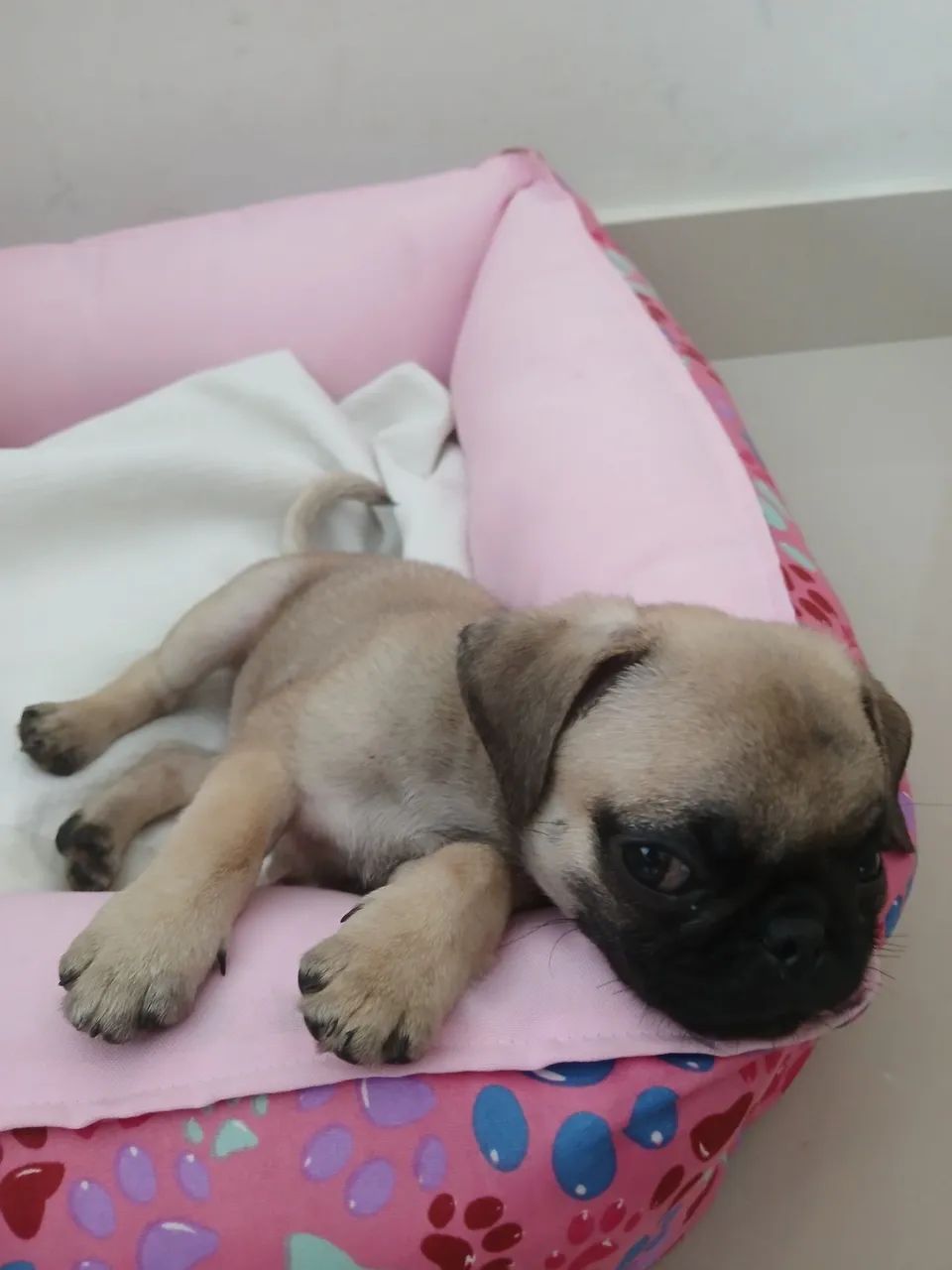 Pug fêmea raça pura  - Foto 5