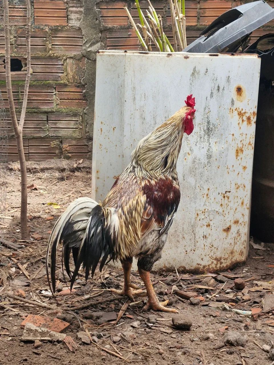 Galo lindo e saudável - Foto 2
