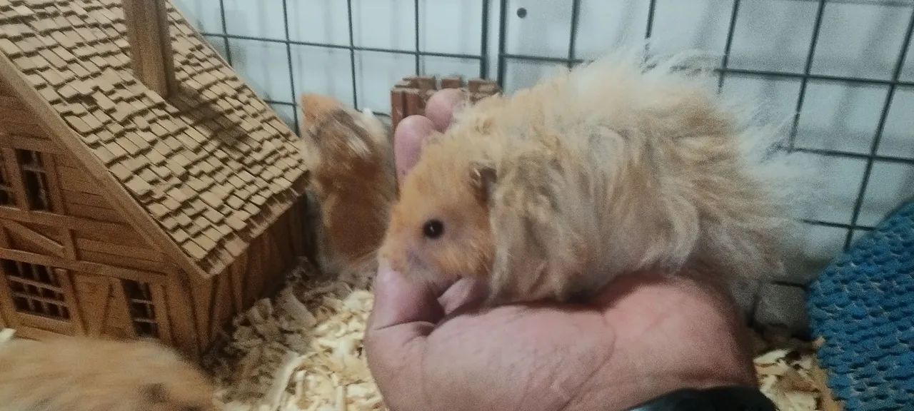 Criatório Roedores e Cia (hamster sírio e sírio angorá) - Foto 6