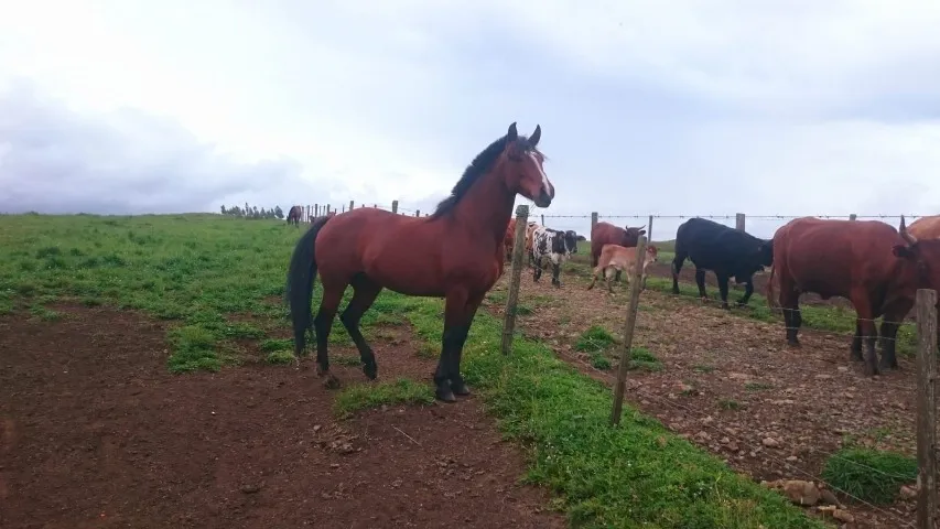 Egua prenha marcada e cavalo marcado