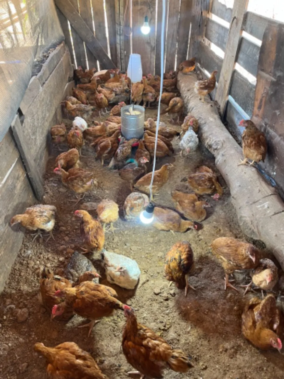 Frango semi caipira
