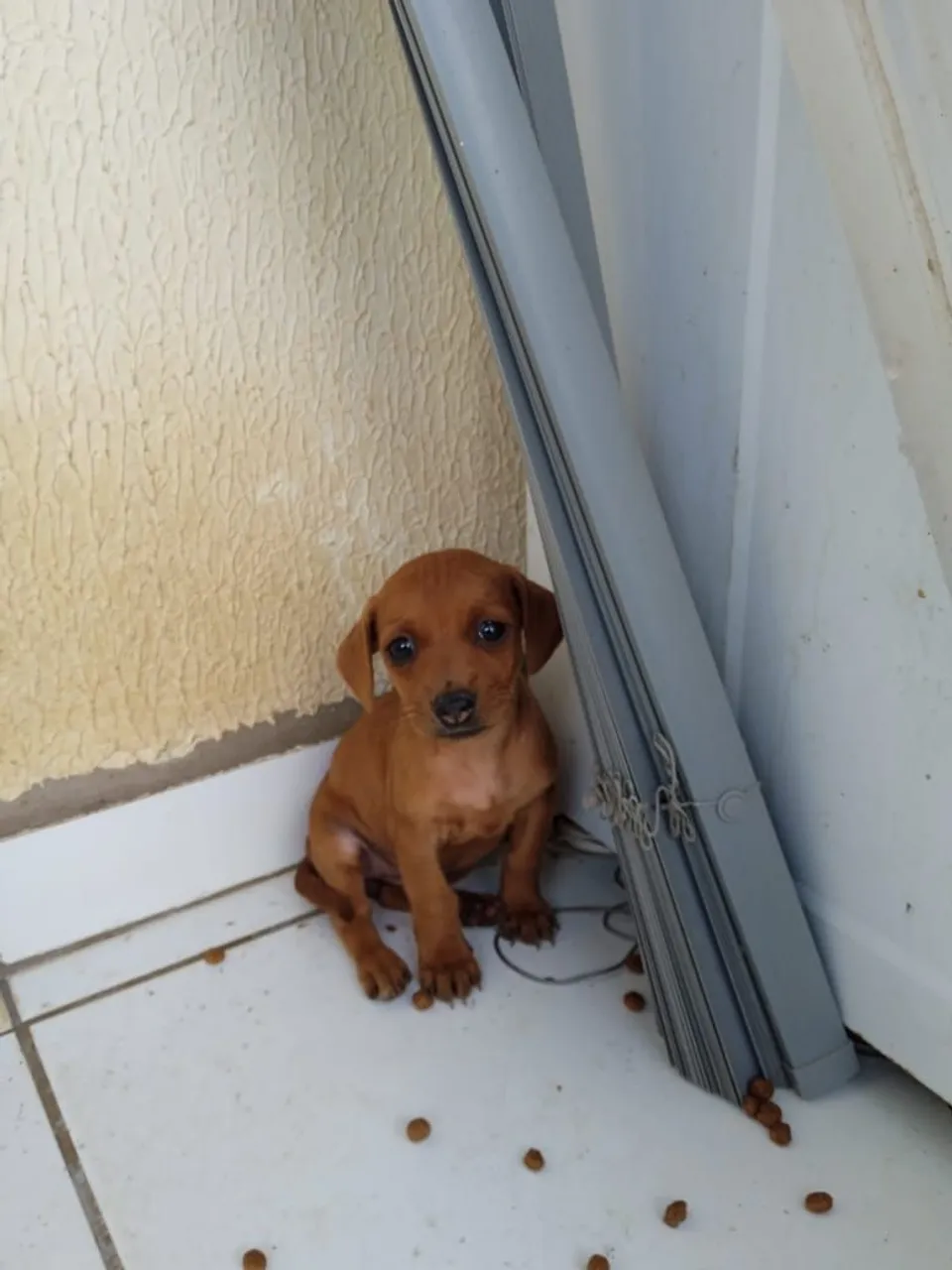 Filhote cachorro pinscher 