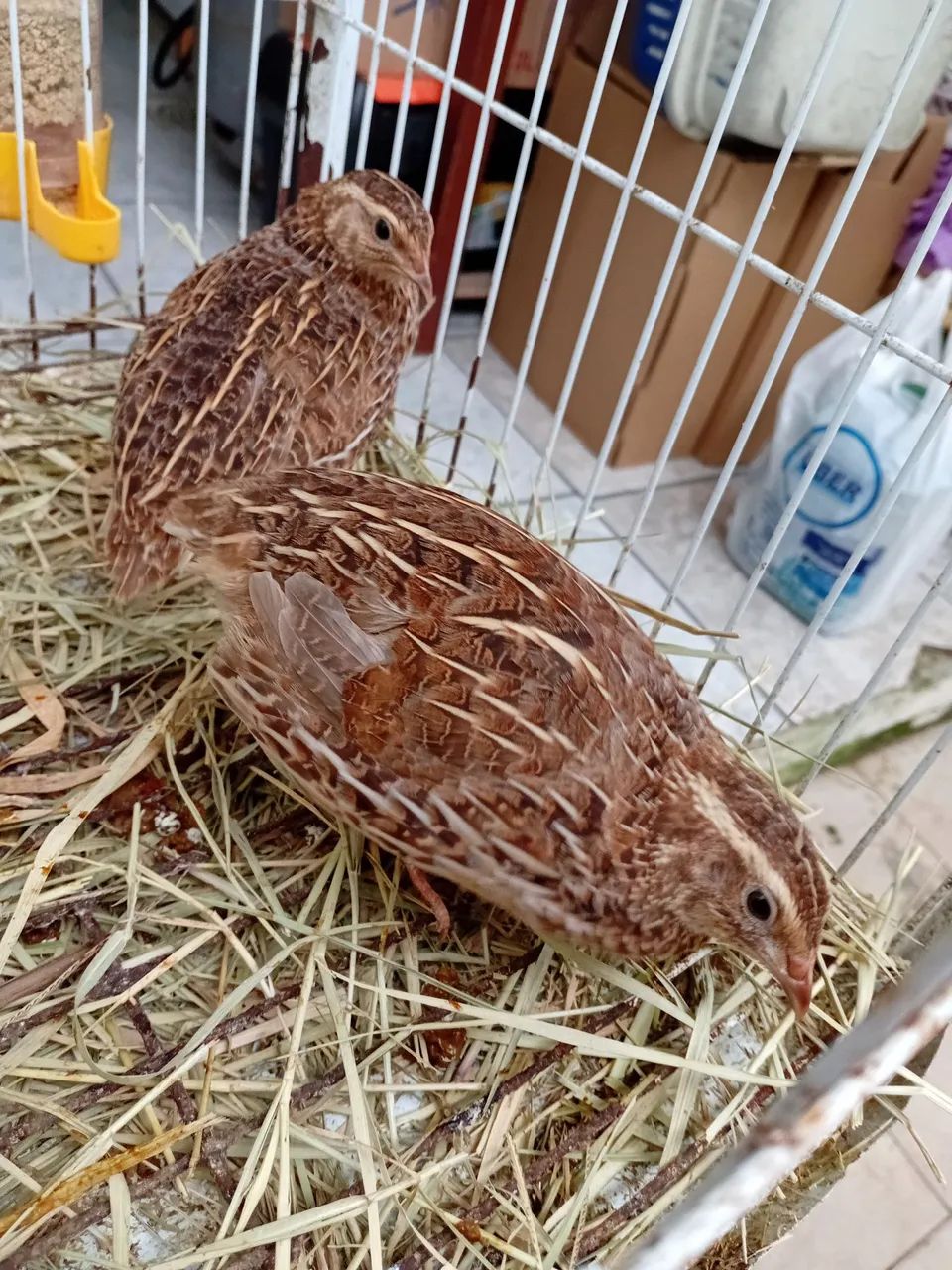 Codornas para Criação - Foto 2