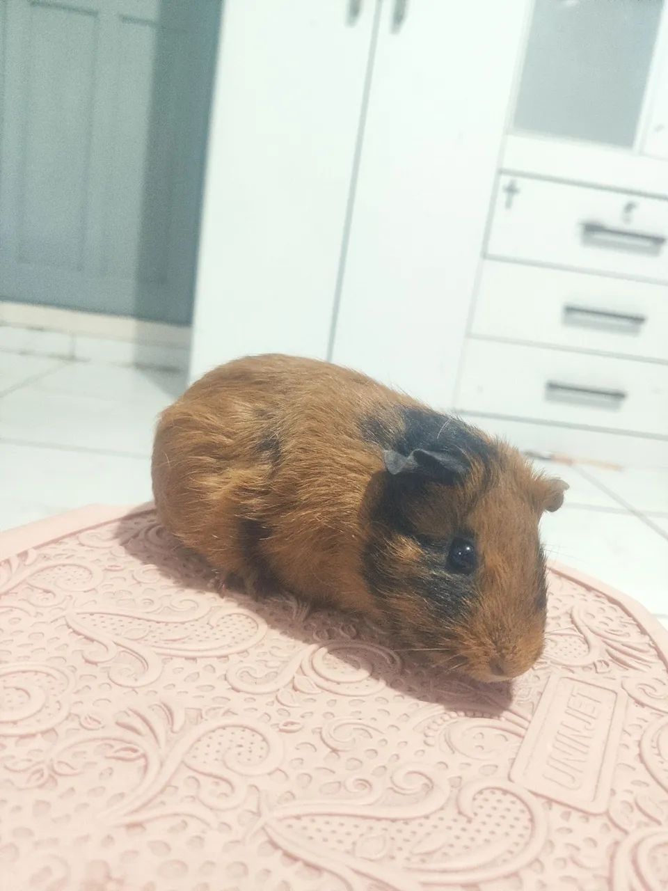 Porquinhos da índia  - Foto 2