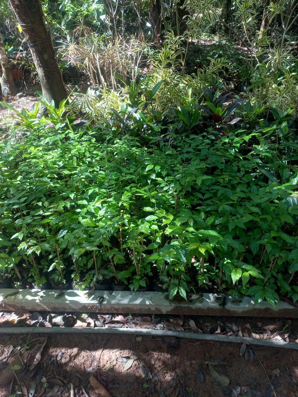 Mudas de Cerca Viva direto do Produtor - Foto 6