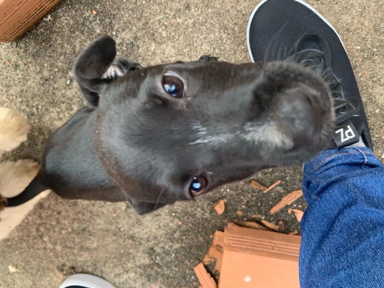 Cachorrinho pretinho para doação  - Foto 5