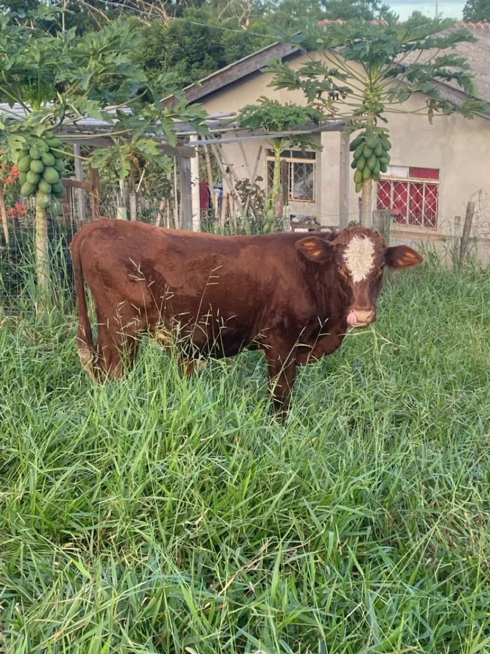 Torinho  - Foto 3