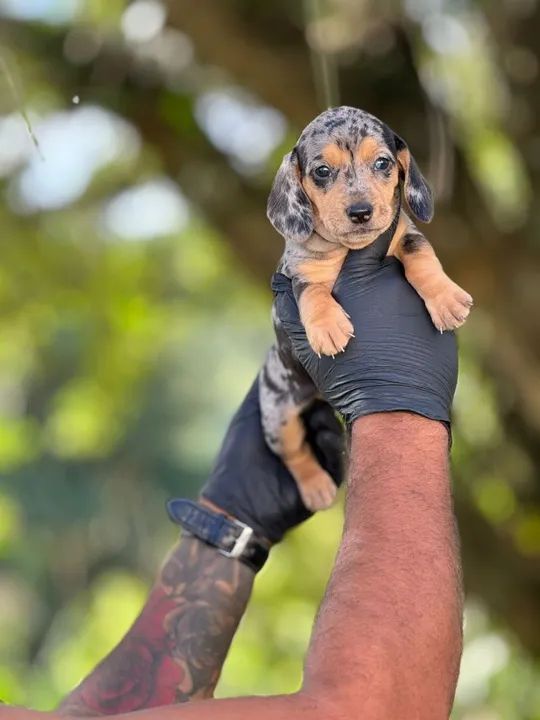 Teckel Preto e Prata- Filhotes com beleza natural 