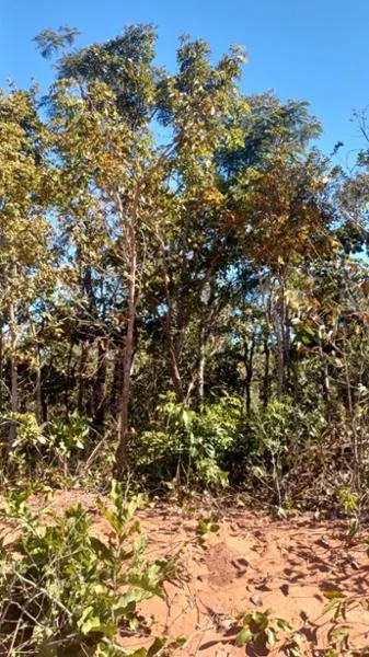 Campo Grande - Terreno Padrão - Parque Atlântico
