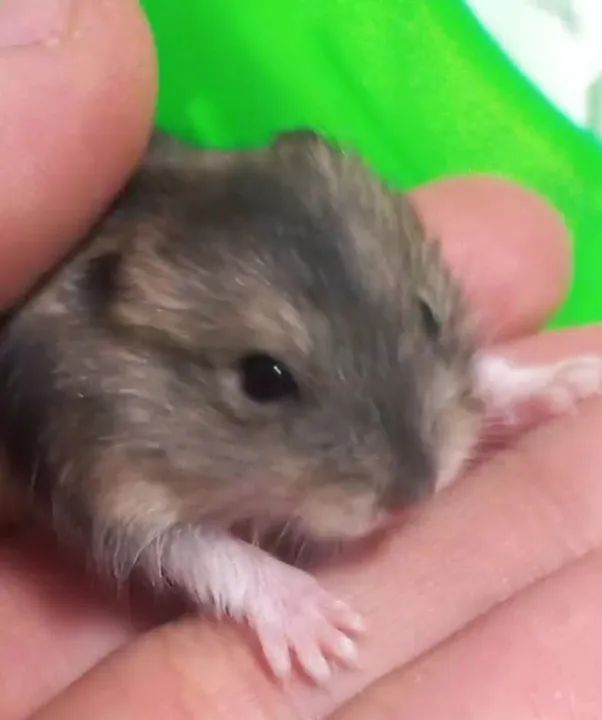 Filhote de hamster anão 